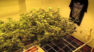 Herbin Farmer - Morning Garden Update Day 39 + BONUS