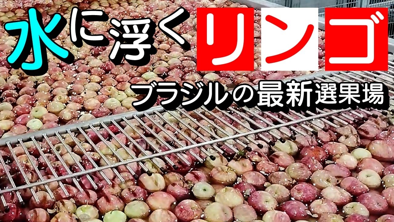 他の方発送×現代アート　イチハラヒロコ　【りんご機械】 ブラジルの最新鋭リンゴ選果機 水に浮き、AIで色や形を判別 - YouTube
