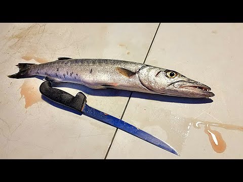 Catch And Cook Barracuda! This Is a Must Have!