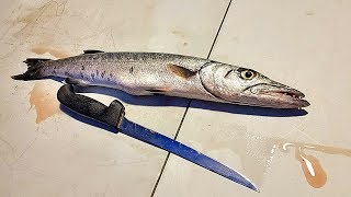 In this catch and cook we try barracuda! alot of people said that fish
was gross it delicious! so i had to see for myself pl...