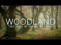 Woodland | Two years to realise my vision