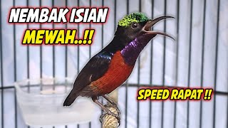 Download Lagu SUARA BURUNG KOLIBRI NINJA FULL ISIAN TEMBAKAN MEWAH !! PANCINGAN KONIN AGAR CEPAT BUNYI GACOR EMOSI MP3 Download Lagu SUARA BURUNG KOLIBRI NINJA FULL ISIAN TEMBAKAN MEWAH !! PANCINGAN KONIN AGAR CEPAT BUNYI GACOR EMOSI MP3