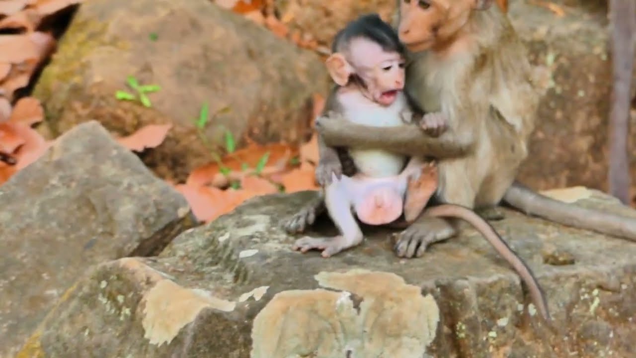 Brithen monkey family , Piper beg baby from Adda , Brithen come