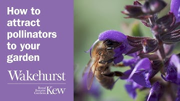 Hoe je bestuivers naar je tuin kunt lokken