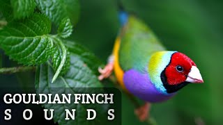 Suara Burung Finch Gouldian