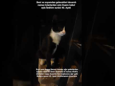Tekgöz kedi #sevimli#güzel