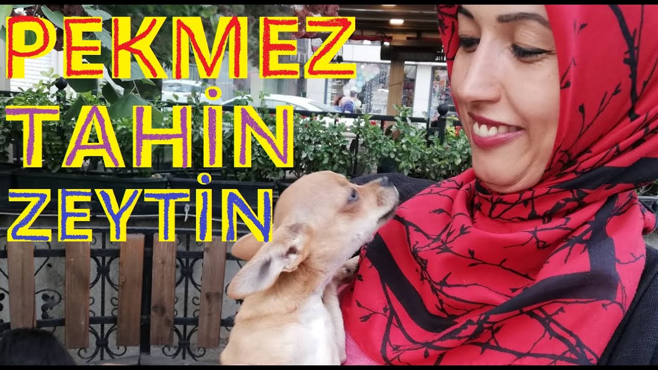 Pekmez Tahin Zeytin Pincer Kopek Evde Beslenen Kucuk Kopek Turleri Pinscher Dog Smaal Dog Youtube