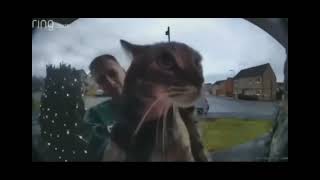 guy holds cat up to doorbell camera cat proceeds to say mggaow Resimi