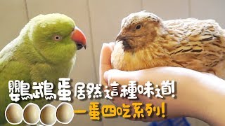 鸚鵡蛋居然這種味道!?一蛋四吃系列!【許伯簡芝】小飛機鸚鵡賣萌!