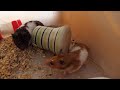 Hamsters Daily Life, Adorable Hamsters Just Waking Up