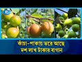 গাছের ডাল টেনে নামিয়ে আনতেই হাতে লাগে বরই | Kishoreganj | Boroi Bagan | Plum Cultivation | Rtv