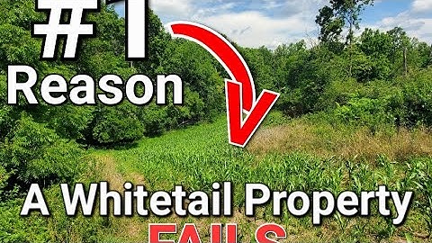 #1 Reason a Whitetail Hunting Property Fails
