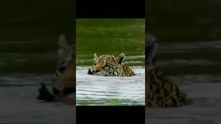 جاكوار يفاجئ الفريسة / Jaguar surprises prey