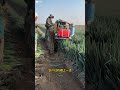 Why Are Chinese Farmers Cutting Their Own Onions! 🧅 😳 #shortsvideo