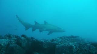 Details Grey Nurse Sharks (Carcharias taurus) Guide