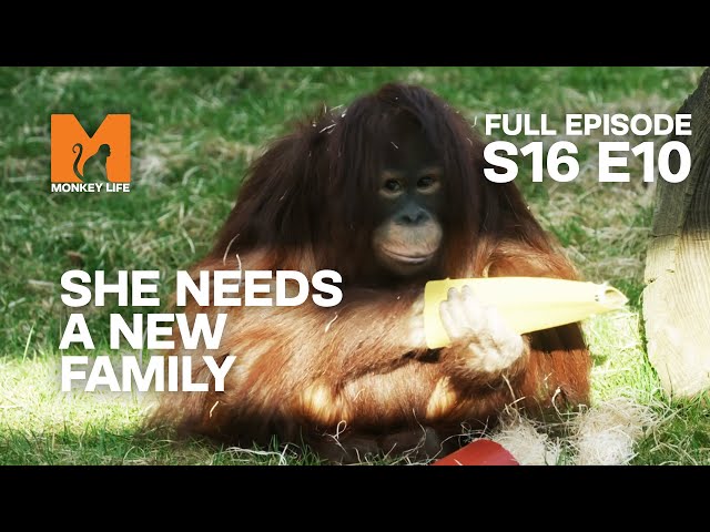 Orphan Rescue | Season 16 Episode 10 | Full Episode | Monkey Life class=