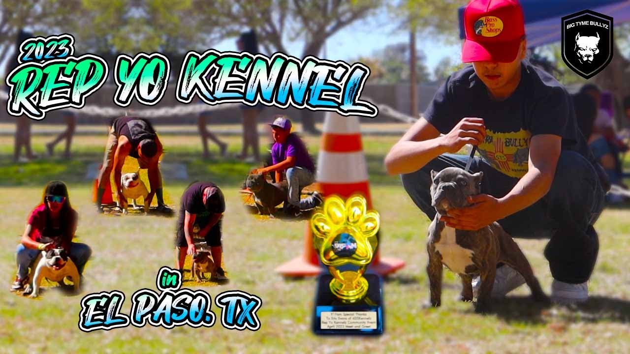 AMERICAN BULLY 2023 REP YO KENNEL HOSTED BY THE 915 FAM EL PASO, TX YouTube