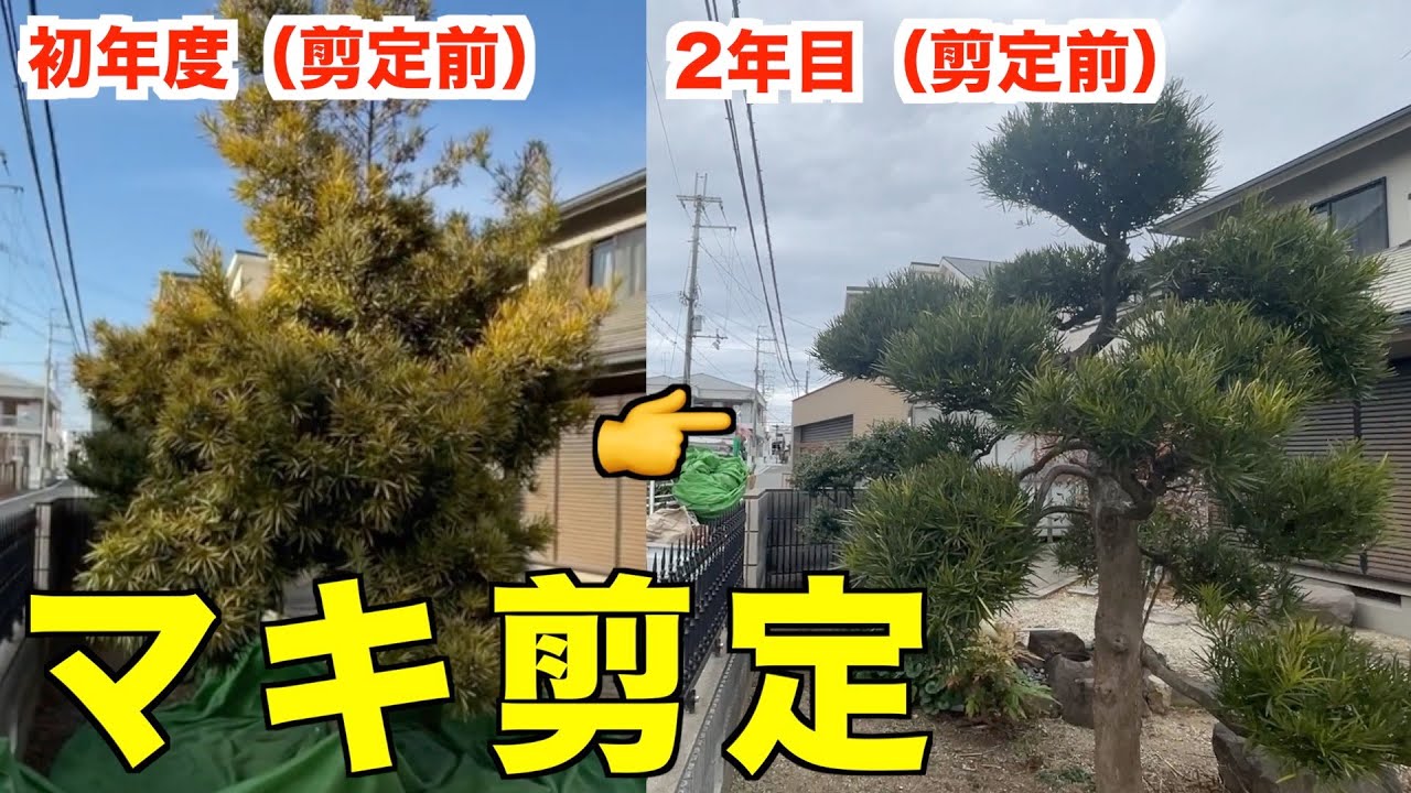 枝が荒れてたマキの経過観察と剪定【庭師　剪定　イヌマキ　2年目】