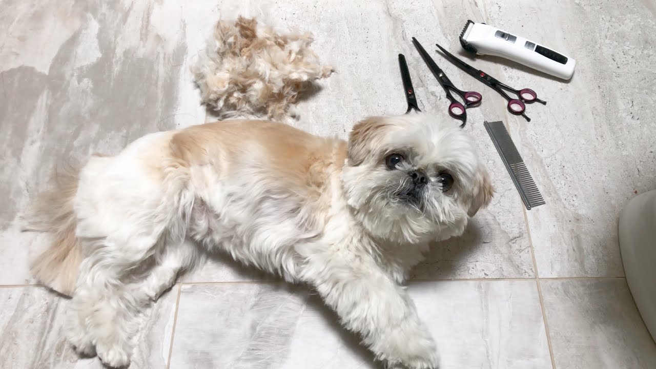 [shih tzu] MoMo Nose Touching & Chin Tricks Training YouTube