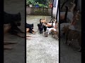 Watch until the end 😂||#dogshorts #cutedog #reels #shorts #dogshorts #doglife