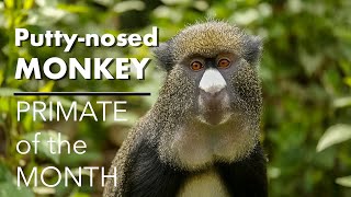 PUTTY-NOSED MONKEY: Primate of the Month May 2020 by Apes Like Us 3,170 views 4 years ago 1 minute, 55 seconds