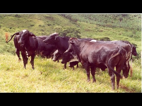 Curso Controle de Carrapato, Berne e Mosca-dos-Chifres