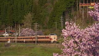 [4K60P]381系　国鉄色　特急やくも24号　6連非パノラマ編成17号　桜のある風景