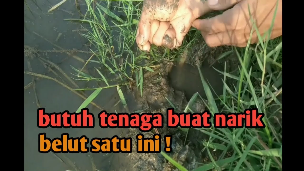 Mancing belut , Ganas dan Sangat kuat perlawanan belut sawah ini !