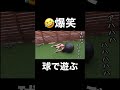 【釣りよか】【爆笑】球遊び【切り抜き】 #釣り #お笑い