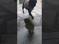 mithu walking with chandi #shorts #parrot #birds #cute