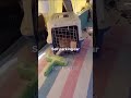 Cats will be cats #shorts #short #funny #cat #catvideos #funnycatsvideos #cute #pets #коты #gatos