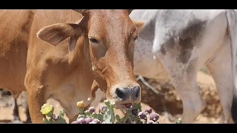 Tackling Invasive Opuntia Plant to Boost Livestock Farming