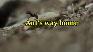 ANT'S WAY HOME / Facts About Ants