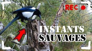 Instants sauvages - Oiseaux du Marais Poitevin