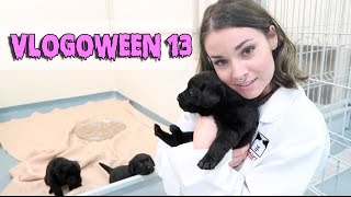 VLOGOWEEN  JE VEUX UN CHIEN MIRA