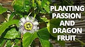 Dragon Fruit Farming 