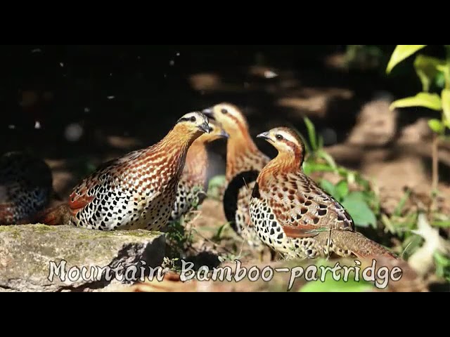 Panggilan ayam hutan bambu gunung class=