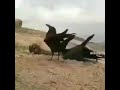 جفت گیری کلاغ