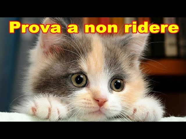 Gatti Pazzi Gatti Divertenti Prova A Non Ridere Youtube