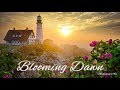 Blooming dawn   