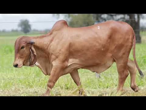 LOTE 5 – CAL14908 VAGANCIA FIV CAL