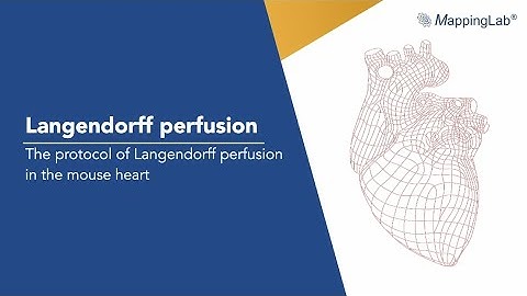 Langendorff perfusion - the protocol of Langendorff perfusion in the mouse heart