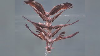 Birds in Flight Captured in Incredible Composite Shots