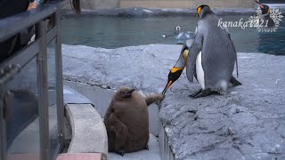 旭山動物園 キングペンギンヒナ51番落とされたっ