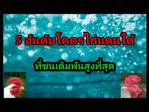5 อันดับยอดไก่แดนใต้ที่ชนราคาแพงที่สุด (เด็กรุ่นใหม่ หัวใจเกษตร)