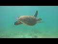 Turtle at Club Med Seychelles