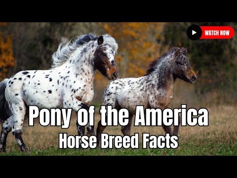 Video: States of a horse: description, features and structure