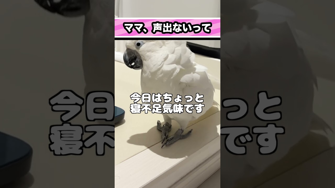 寝起きで声が出ないママを朝から全力で励ますゆきまる氏 #shorts
