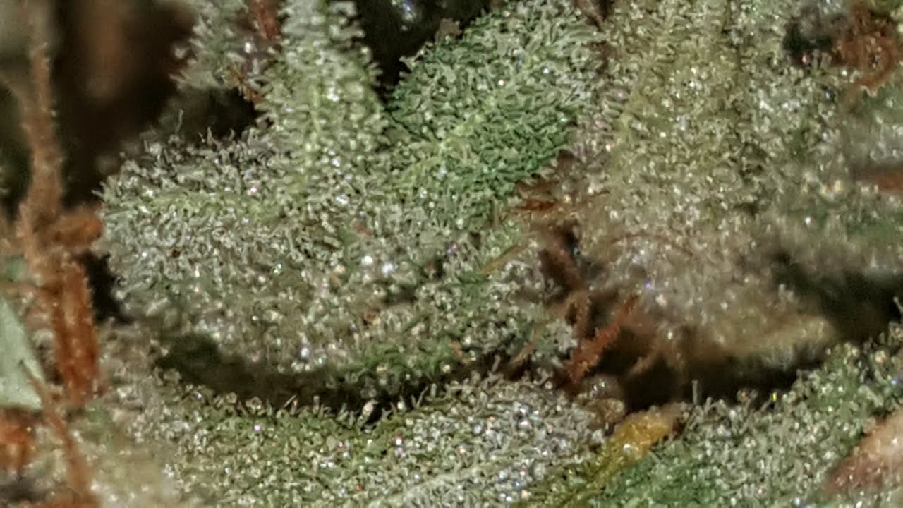 Shatter Sappy Crumble Wax And Psyclops Genetics!