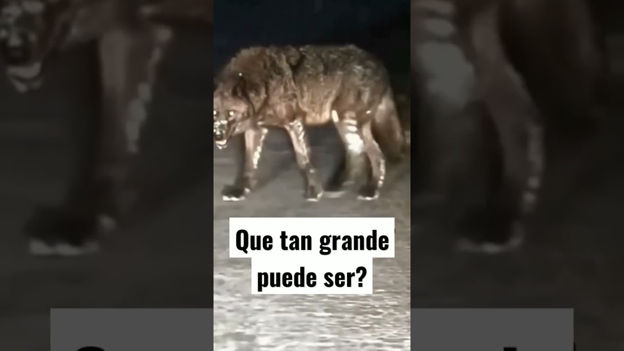 El tamaño de un lobo 